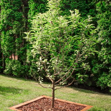 Amenajare a teritoriului Fotografie de arbori și arbuști în grădină, compoziția de arbori și arbuști