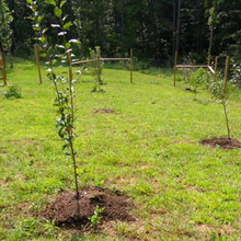 Amenajare a teritoriului Fotografie de arbori și arbuști în grădină, compoziția de arbori și arbuști