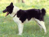 Husky - imagine câine, descriere rasa, caracter