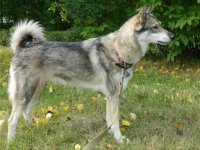 Husky - imagine câine, descriere rasa, caracter