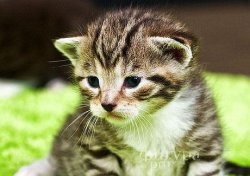 Proprietăți medicinale de pisici, deoarece acestea tratează
