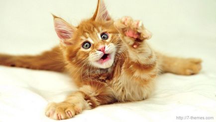 Tratamentul pisicilor (felinoterapiya)