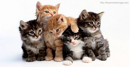 Tratamentul pisicilor (felinoterapiya)