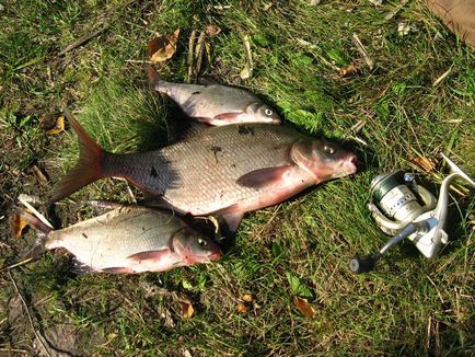 Pescuit de vară - sfaturi pescari