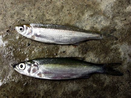 Pescuit de vară - sfaturi pescari