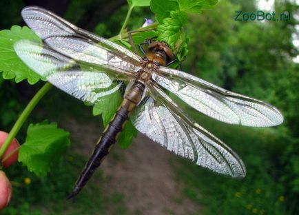 randamentul de masă larve Dragonfly (foto, video)