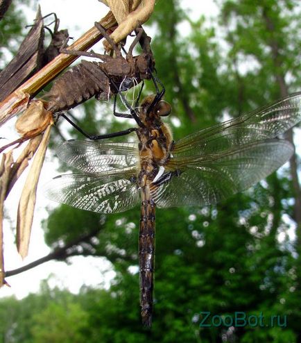 randamentul de masă larve Dragonfly (foto, video)