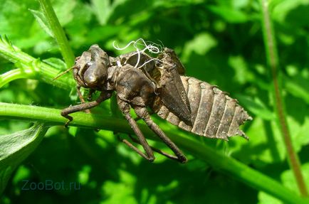 randamentul de masă larve Dragonfly (foto, video)