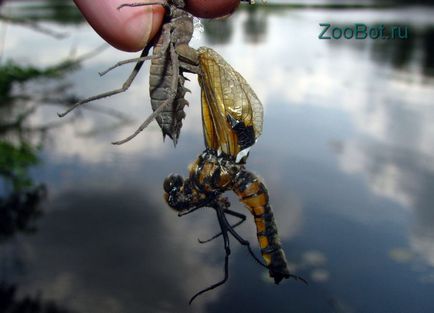 randamentul de masă larve Dragonfly (foto, video)