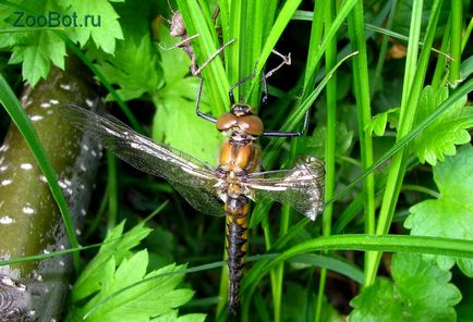 randamentul de masă larve Dragonfly (foto, video)