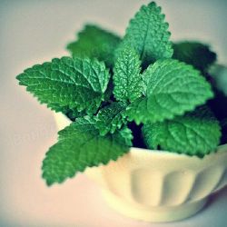 Lemon Mint terapeutică, proprietăți utile și contraindicații, balsam de lamaie pentru femei, teren, gradina