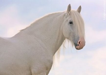Caii din lumea umană, care ne-au făcut un site despre cai