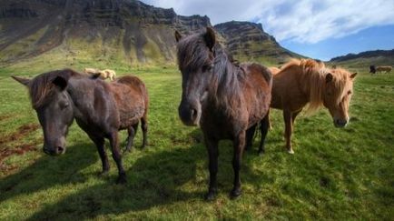 Caii din lumea umană, care ne-au făcut un site despre cai