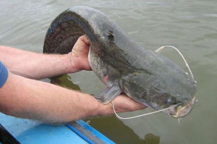 Prinderea Donk Catfish pe malul vară- cum să donk pentru prinderea somn