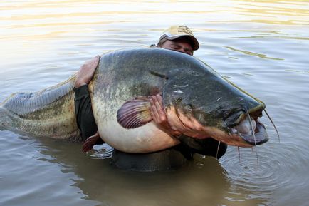 Prinderea Donk Catfish pe malul vară- cum să donk pentru prinderea somn