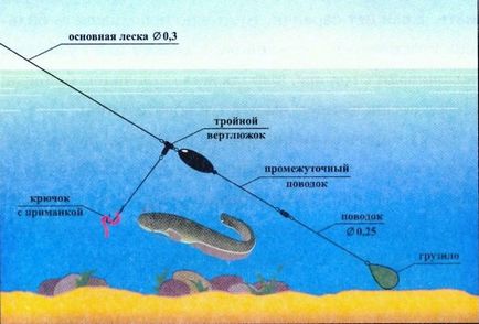 Prinderea Donk Catfish pe malul vară- cum să donk pentru prinderea somn