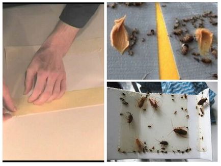 Capcane pentru gândaci de bucătărie cu mâinile lor, cea mai bună momeală
