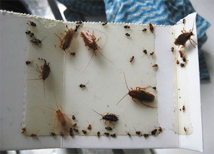 Capcana pentru gândaci - electrice și adezivi, precum și de mână făcute