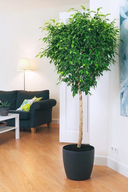 Cele mai bune copaci de acasă pentru un apartament