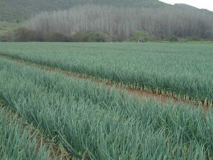 Ceapă crescut de la Seva napi, fertilizare, plantare (pansament) Ceapă crescut de la Seva napi, fertilizantă, plantare