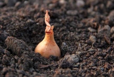 Ceapă crescut de la Seva napi, fertilizare, plantare (plantare) Ceapă crescut de la Seva napi, fertilizantă, plantare