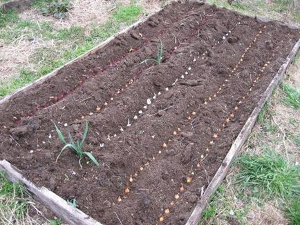 Ceapă cultivate din Seva napi, fertilizatoare, plantare (Seva) Ceapă crescut de la Seva napi, fertilizantă, plantare