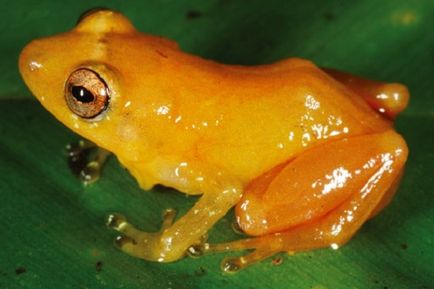 Frog că „îmbogățire“ mâinile - stiri despre animale, animale rare și animale mitice