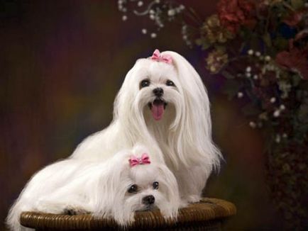 Malteză (malteză) aspectul și caracterul, o fotografie de câine (malteză) Malteză (malteză) aspectul și caracterul, fotografie câine
