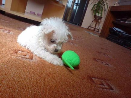 Malteză (malteză) aspectul și caracterul, o fotografie de câine (caracter) Malteză (malteză) aspectul și caracterul, fotografie câine