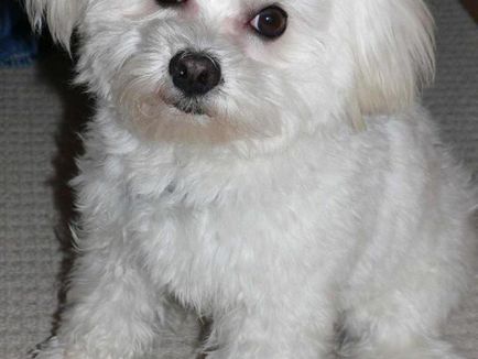 Malteză (malteză) aspectul și caracterul, o fotografie de câine (spaniel) Malteză (malteză) aspectul și caracterul, fotografie câine