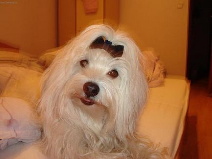 Malteză (malteză) aspectul și caracterul, fotografie câine