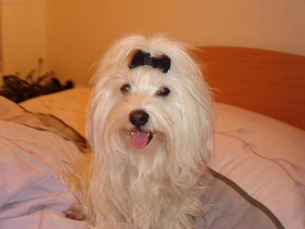 Malteză (malteză) aspectul și caracterul imaginii de câine (malteză catelus maltez câine fotografie) Malteză (malteză) aspectul și caracterul, fotografie câine