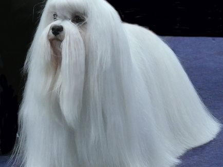 Malteză (malteză) aspectul și caracterul, o fotografie de câine (malteză) Malteză (malteză) aspectul și caracterul, fotografie câine