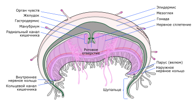 Medusa (biologie) - este