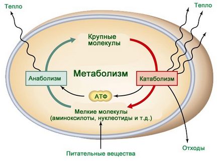 Metabolismul unei persoane, cum metabolismul