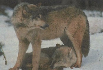 Mituri și concepții greșite despre lupi