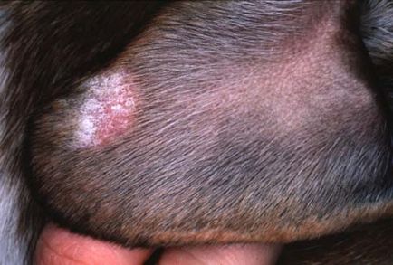 Microsporia - Revizuirea bolii fungice la câini