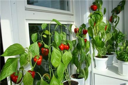 Mini-gradina intr-un apartament de 16 produse care pot fi cultivate la domiciliu