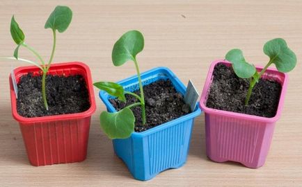 Mirabilis - cultivarea de semințe pentru a obține răsaduri, de îngrijire pentru noapte frumoasă (mirabilis) Mirabilis - cultivarea de semințe pentru a obține răsaduri, de îngrijire pentru noapte frumoasă