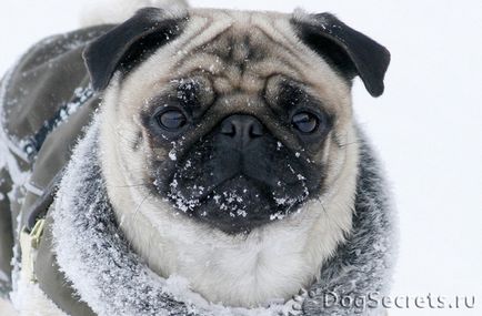 Pug - comentarii proprietarilor lor despre câini, foto, caracteristici