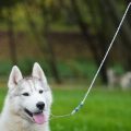 Poate un lapte de câine