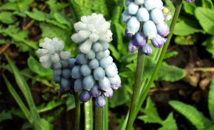 plantare Muscari și de îngrijire, flori fotografie Muscari, cultivare, propagare și depozitare