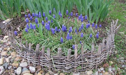 plantare Muscari și de îngrijire, flori fotografie Muscari, cultivare, propagare și depozitare