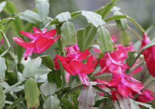 plantare Muscari și de îngrijire, flori fotografie Muscari, cultivare, propagare și depozitare