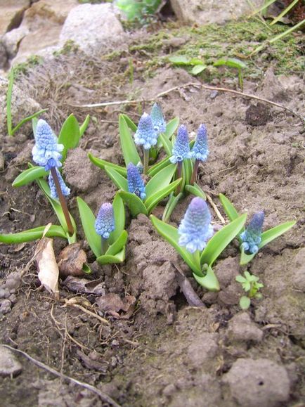 Muscari - cultivare, îngrijire, tipuri și varietăți (Muscari) Muscari - cultivare, îngrijire, specii și varietăți