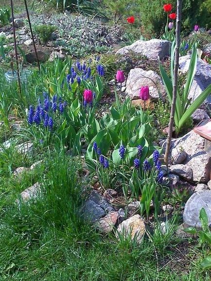 Muscari - cultivare, îngrijire, tipuri și varietăți (Muscari) Muscari - cultivare, îngrijire, specii și varietăți
