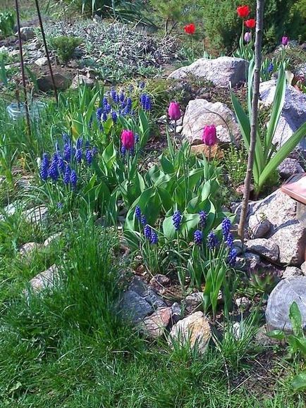 Muscari - cultivare, îngrijire, specii și varietăți