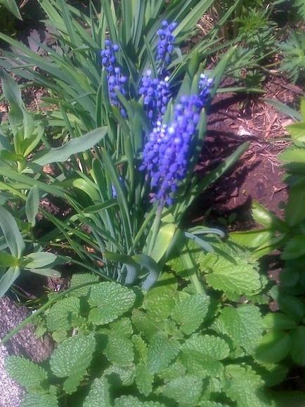 Muscari - cultivare, îngrijire, specii și varietăți