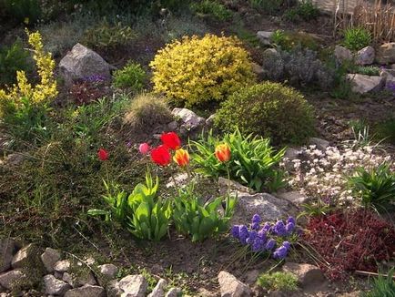 Muscari - cultivare, îngrijire, tipuri și varietăți (în creștere) Muscari - cultivare, îngrijire, specii și varietăți
