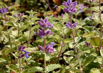 Menta si lamaie balsam - la fel